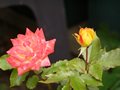 P8280113