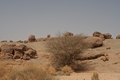 Algerien - Tamanrasset März 2008 Kameltour Tag 1