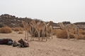 Algerien - Tamanrasset März 2008 Kameltour Tag 10