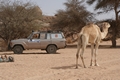 Kamel trifft Jeep, zwei Welten begegnen sich.
