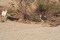 Algerien - Tamanrasset März 2008 Kameltour Tag 5