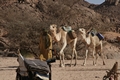Algerien - Tamanrasset März 2008 Kameltour Tag 6