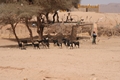 Algerien - Tamanrasset März 2008 Kameltour Tag 9