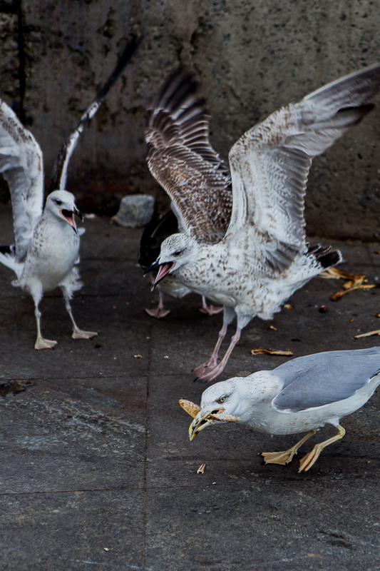 Eminönü - Doves