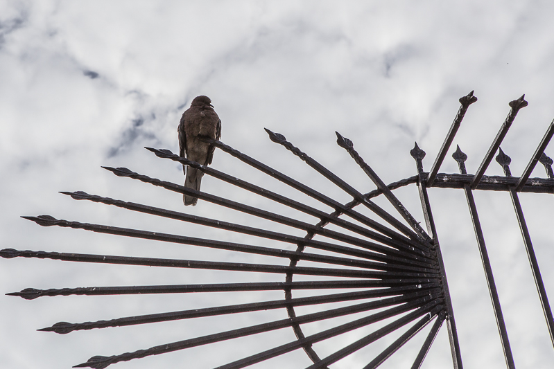 Pigeon, resting