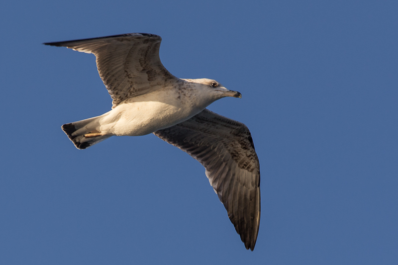 Dove