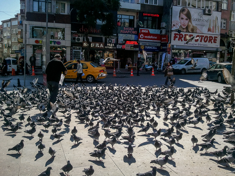 Pigeons