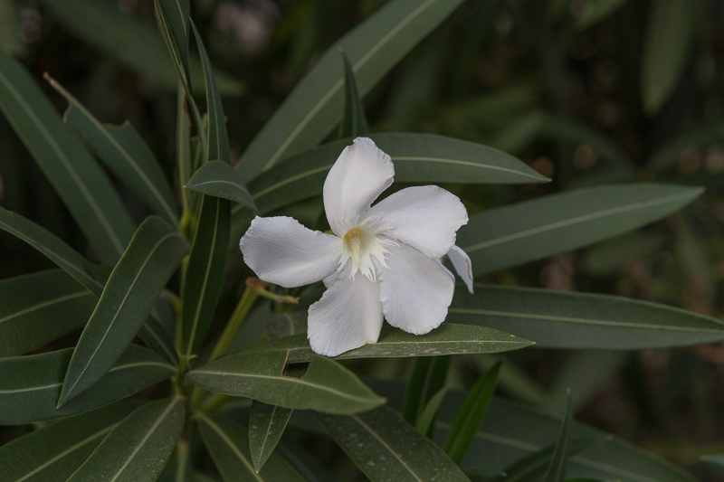 Kalamaki