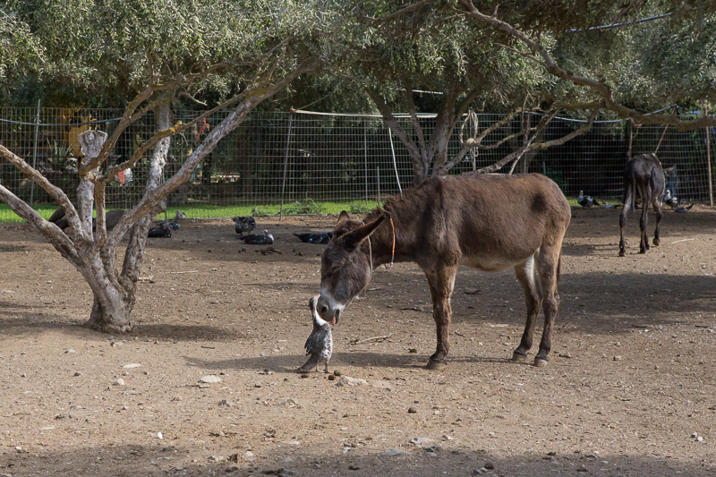 Agia Marina Donkey Rescue