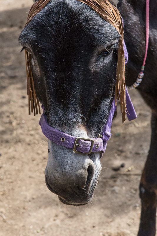 Agia Marina Donkey Rescue
