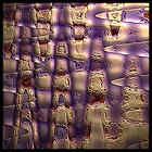 fractal