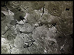 digital image