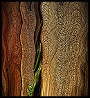 digital image
