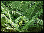 fern