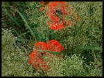 Flowers and Plants