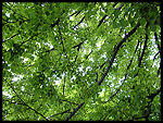 green branches